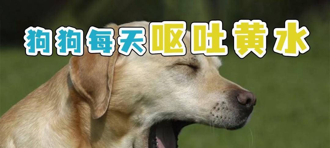 小狗吃什么吐什么的原因（揭开小狗呕吐谜底，探寻背后的因素）