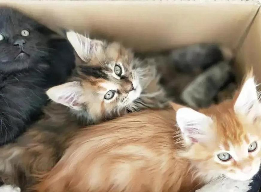 大猫接纳小猫的温暖善举（大猫的关怀与宽容成就了小猫的幸福家庭）