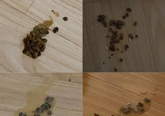 金猫猫吃什么吐什么的饮食习惯探究（金猫猫饮食喜好及对身体的影响）