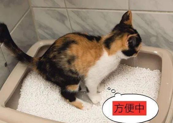 猫的如厕习惯揭秘（了解猫咪上厕所的时间和方式）