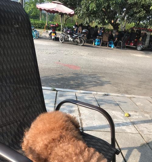 泰迪狗为什么会叫？（探寻泰迪狗叫声的原因和情况）