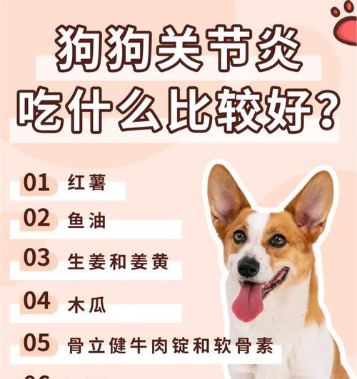 养幼犬，了解适宜食物是关键（两个多月的幼犬如何提供均衡饮食）