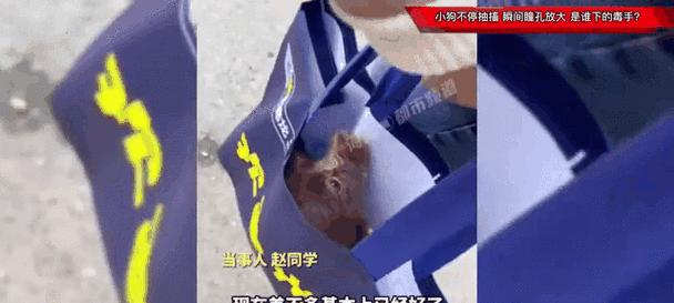 小狗被摔后为何会抽搐？（探究小狗被摔后抽搐的原因及处理方法）