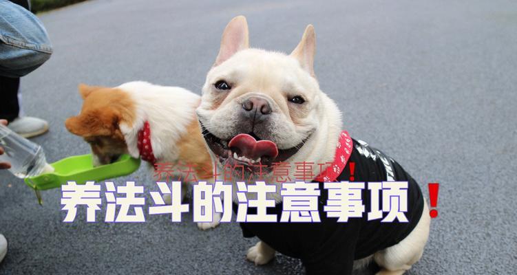 法国斗牛犬的营养需求（为你的法国斗牛犬提供必需的营养品，让它拥有健康的生活）