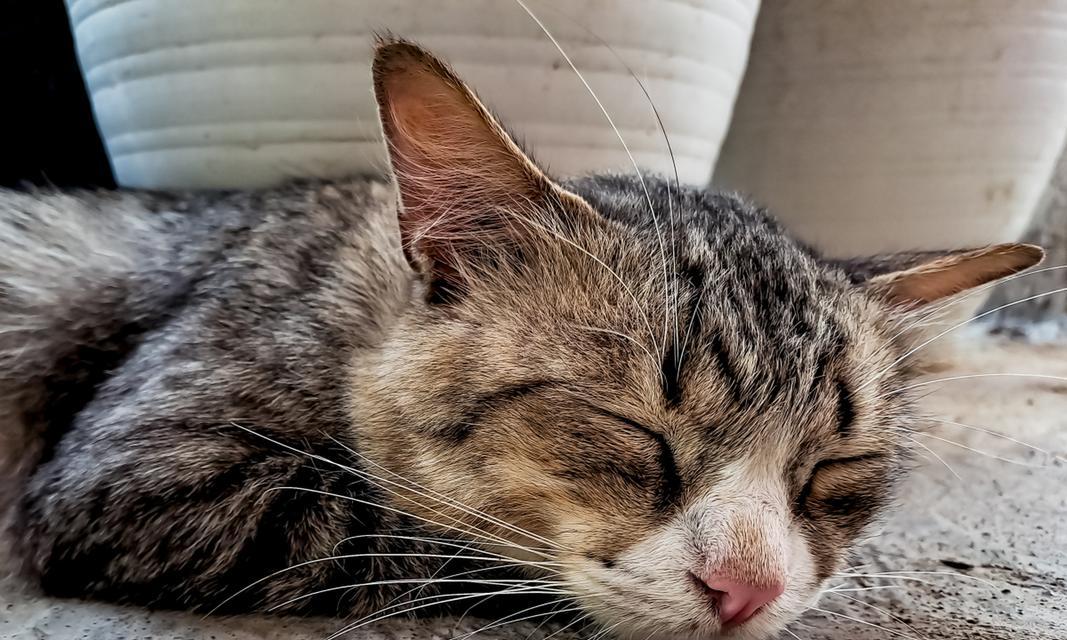 猫为什么突然亢奋？（探秘猫咪的突然亢奋行为及原因）