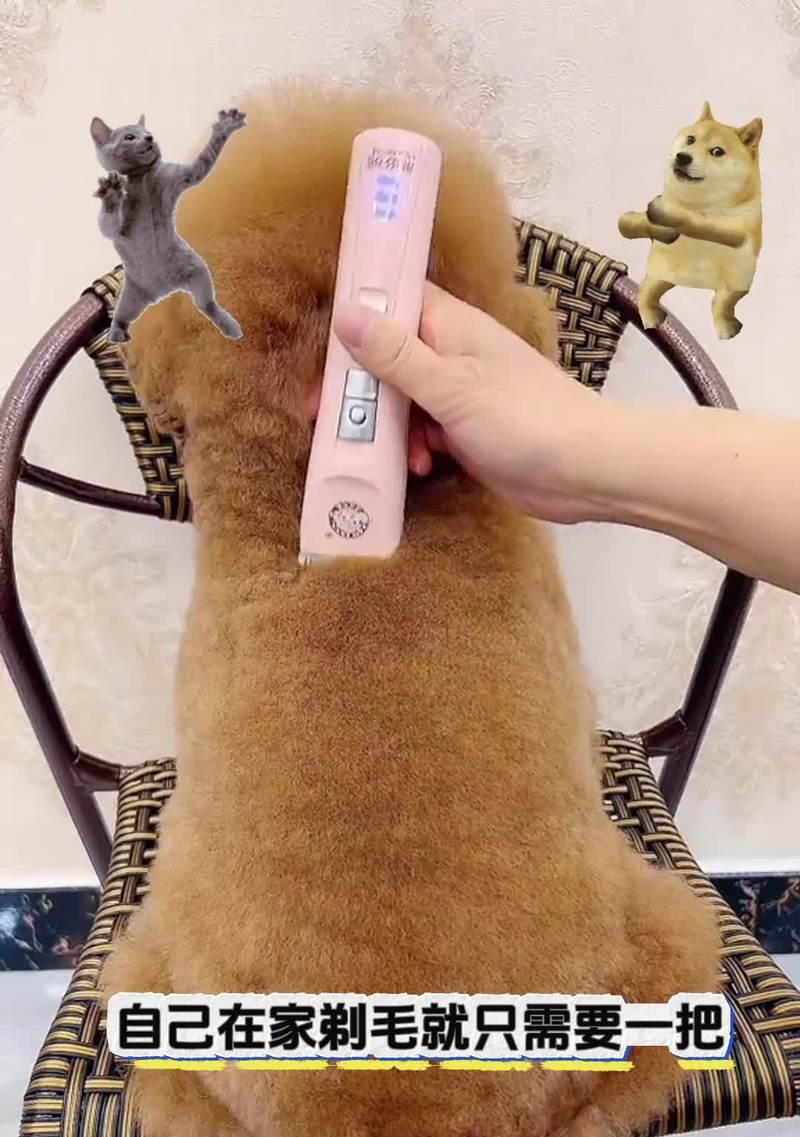 猫咪剃毛的时机与必要性（为宠物猫剃毛的关键因素与注意事项）