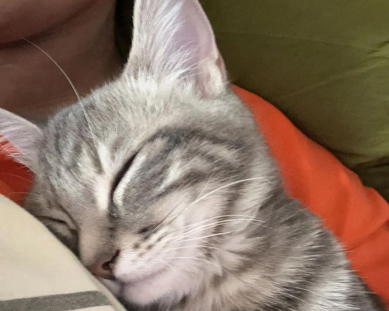 猫为何喜欢舔人脖子？（揭秘猫咪独特的舔脖行为及其意义）