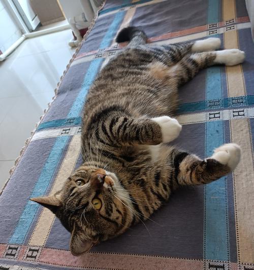 懒人首选的适合养的猫品种（为忙碌的你推荐适合懒人养的猫咪种类和护理方法）