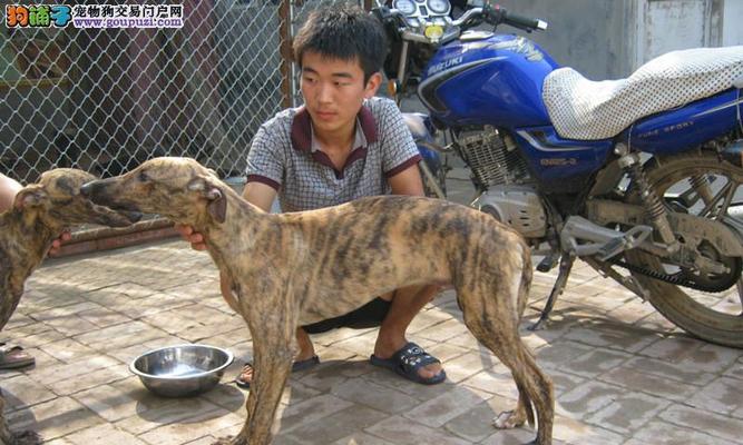 格力犬三个月的饮食需求（营养均衡的关键）