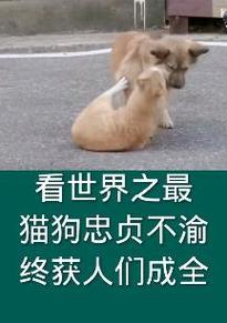 猫和狗为什么喜欢特别招待？（揭秘猫狗对特别招待的喜爱原因）