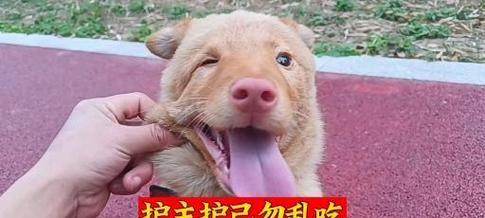 狗为什么会乱吃东西？（探究狗乱吃东西的原因及解决方法）