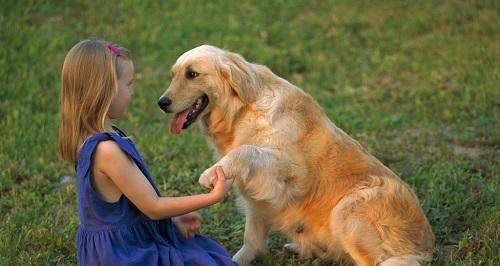 金毛犬的科目学习指南（让你的金毛成为多才多艺的学霸）