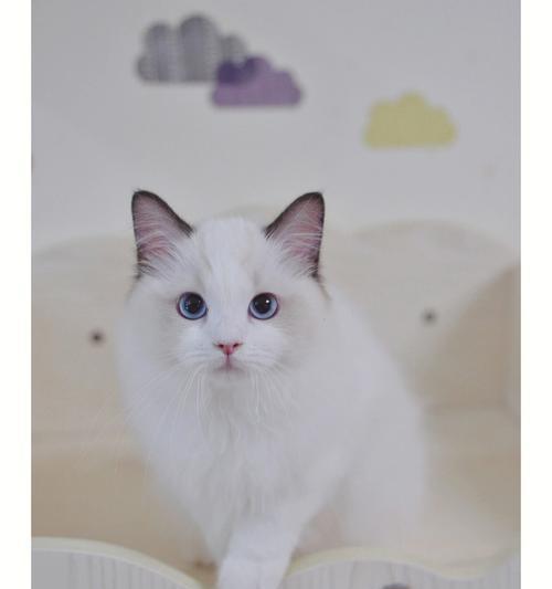 布偶猫色系之美（迷人之色如何为布偶猫增添魅力？）