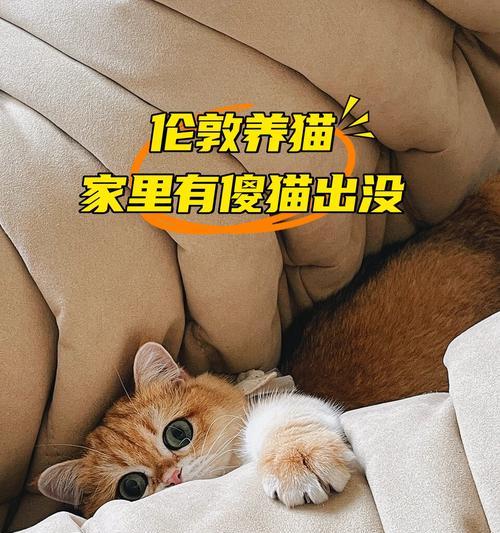 猫和狗（共同生活的喜悦与挑战）