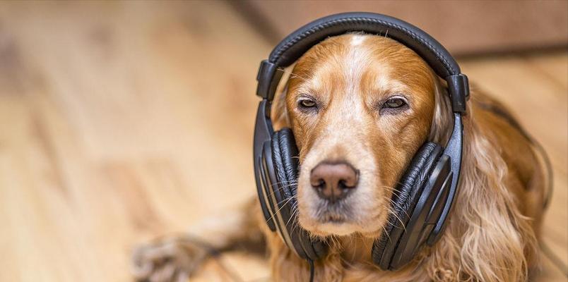 「狗狗世界中最听主人的话的品种是哪一种？」（「探究不同犬种对主人指令的理解与执行能力」）