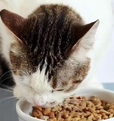 八个月的猫能吃哪些水果？（了解适合八个月猫咪的水果选择及注意事项）