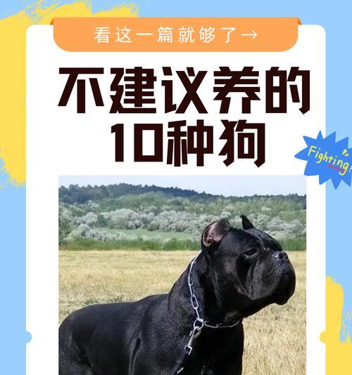 选择养狗，哪种犬类最受欢迎？（探究最受欢迎的犬类及其特点）
