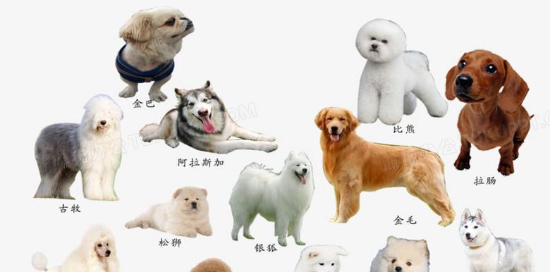 狗品种大全（了解狗品种的多样性和特征，选择适合你的狗狗）