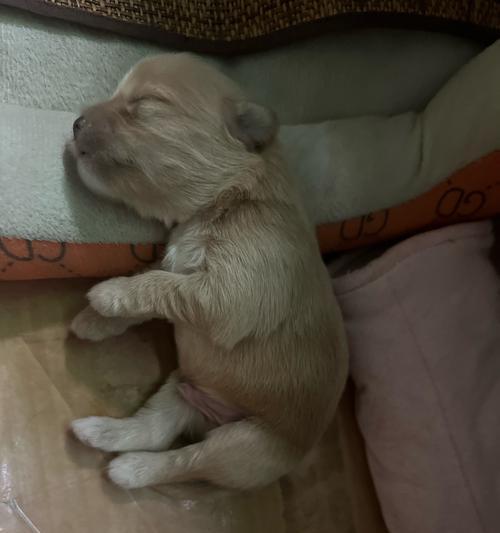 揭秘狗为什么如此热衷于睡觉（探索狗喜欢睡觉的原因及其重要性）