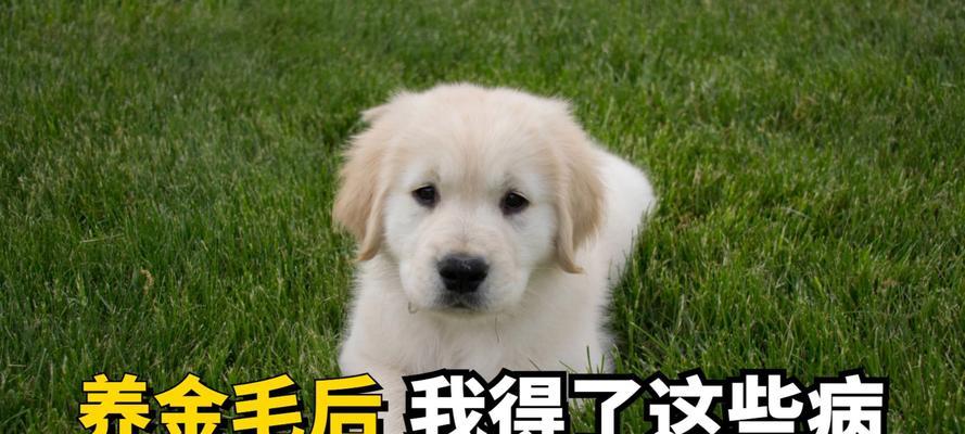 金毛冠状病（了解金毛冠状病的传播途径，保护宠物健康）