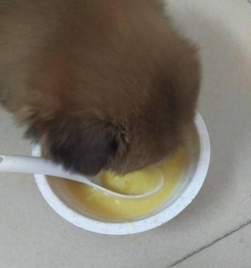 如何为呕吐的狗狗提供适合的粥（喂养建议和注意事项）