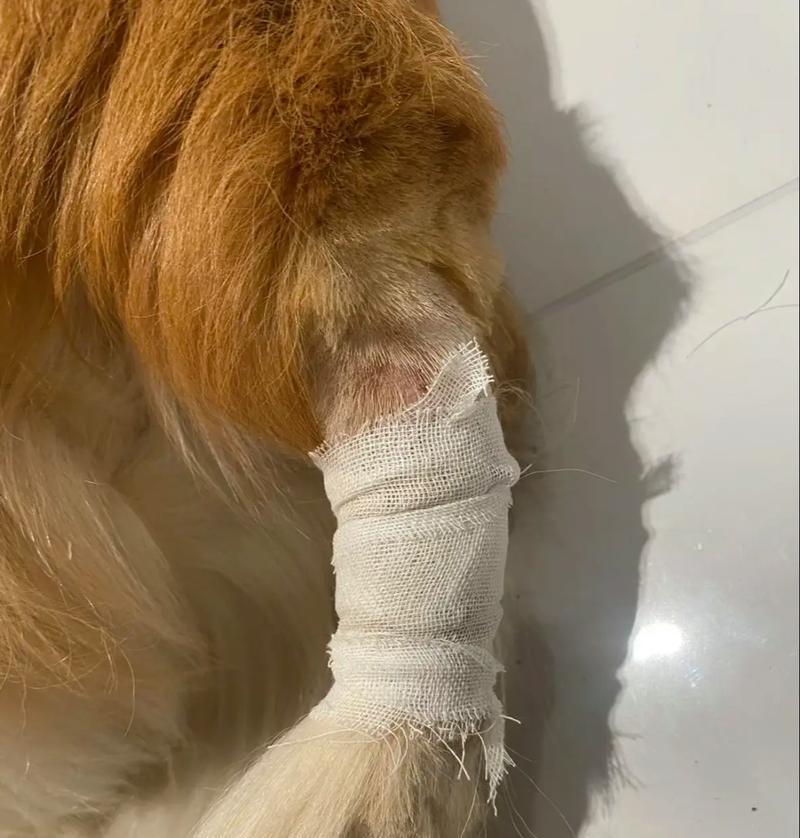 揭秘狗狗真菌好转的迹象（了解真菌感染的症状和恢复迹象，让你的宠物焕发活力）