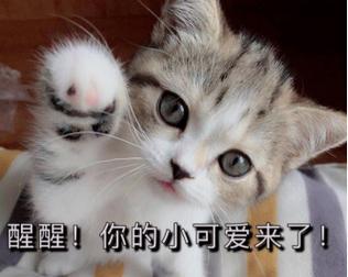 猫为什么会在半夜和清晨大声叫？（揭开猫咪深夜叫声的秘密，探寻其内在需求）