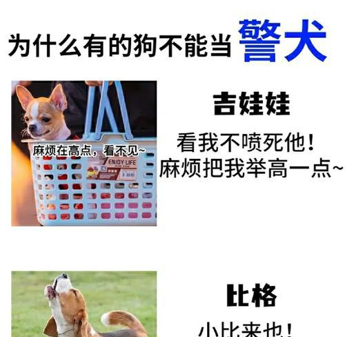 为什么不能频繁给狗剪毛？（探讨狗狗剪毛的必要性和影响）