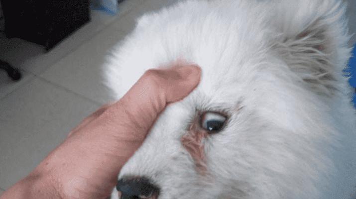 揭开狗瘟的神秘面纱（一窥狗瘟的症状与防治方法）