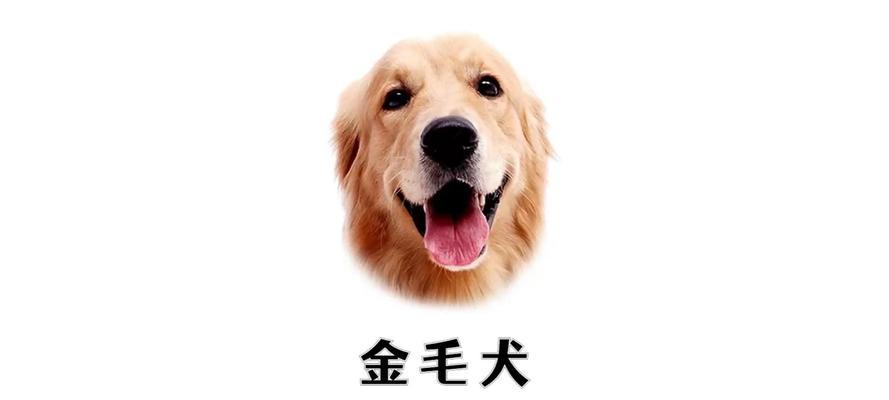 三个月金毛的饮食症状及相关注意事项