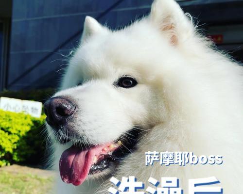 了解萨摩犬耳朵清洁的正确方式（以萨摩平时洗耳朵用什么为主题的指南）