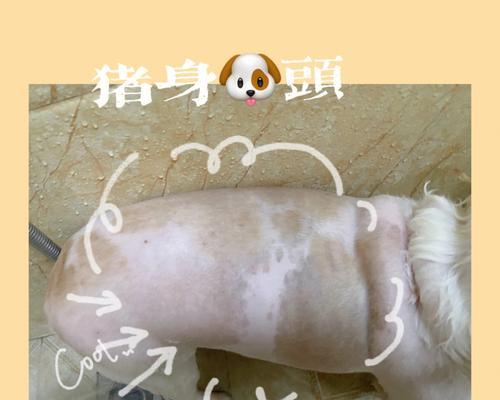 深夜神秘客（揭开夜晚狗自己上门的秘密，看看人们对此有什么说法）
