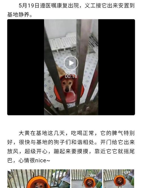 狗狗菜花瘤（了解狗狗菜花瘤的症状、治疗和预防）