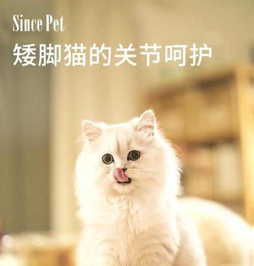 猫的脚有什么用处？（探究猫咪脚掌的奥秘）