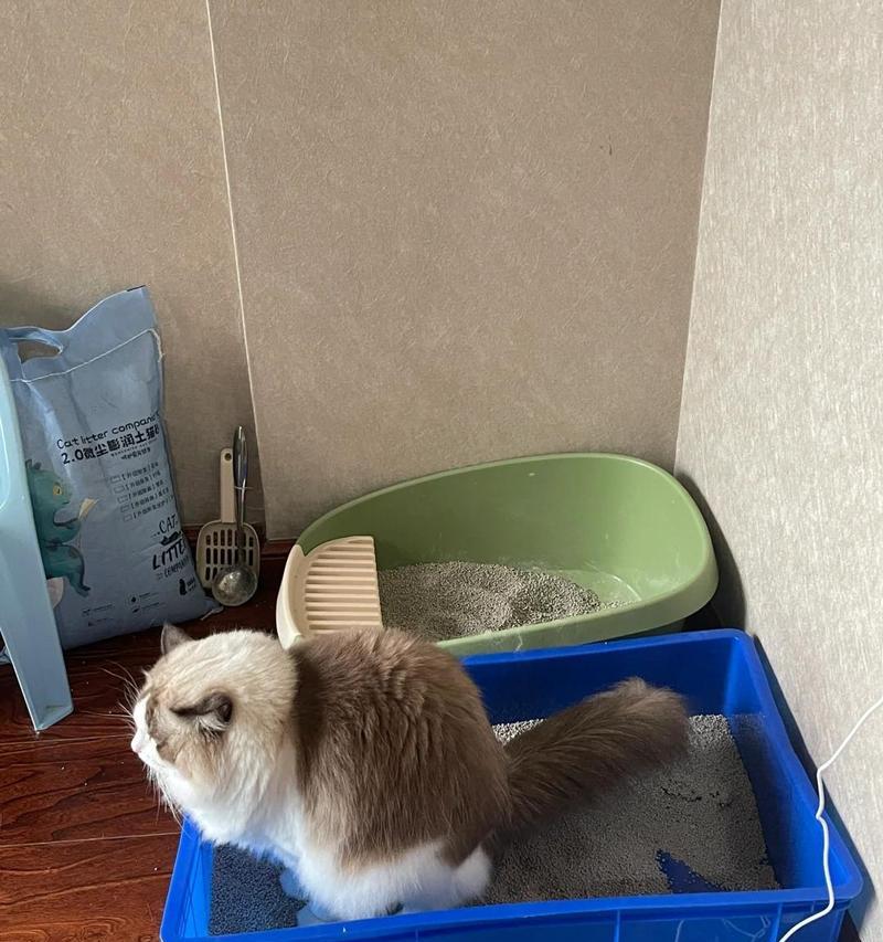 猫为什么到处拉屎的原因分析（探讨猫咪拉屎行为的背后原因）