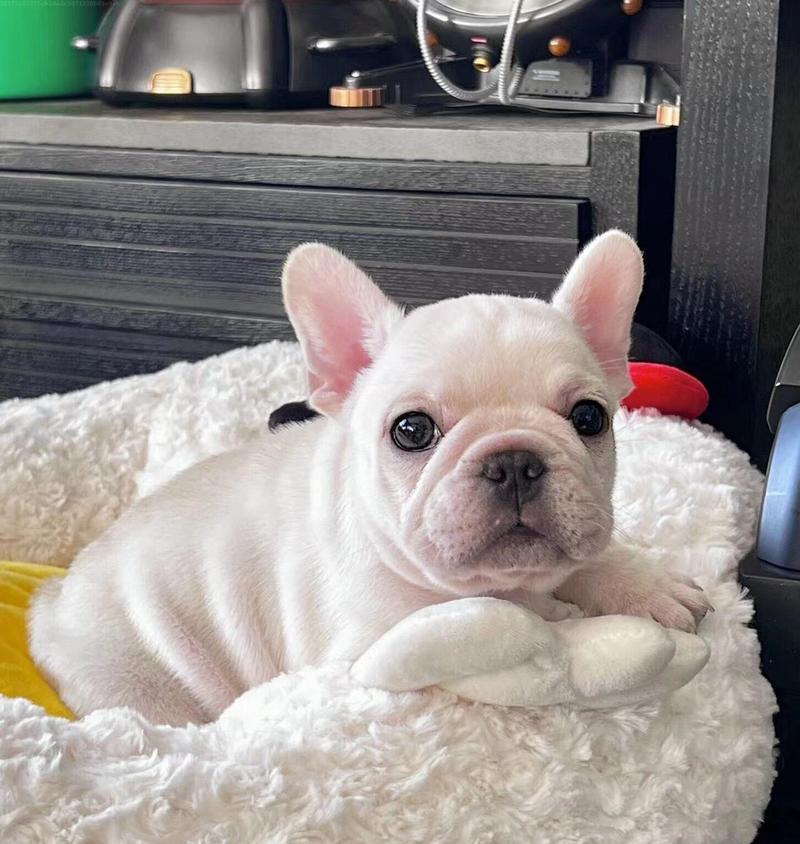 金毛犬的价格一览及购买指南