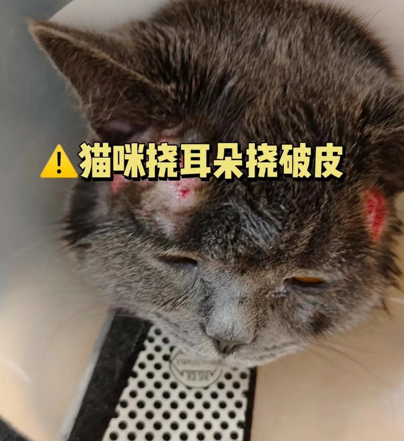 以猫清理耳朵的原因（猫耳朵清理的必要性及方法）