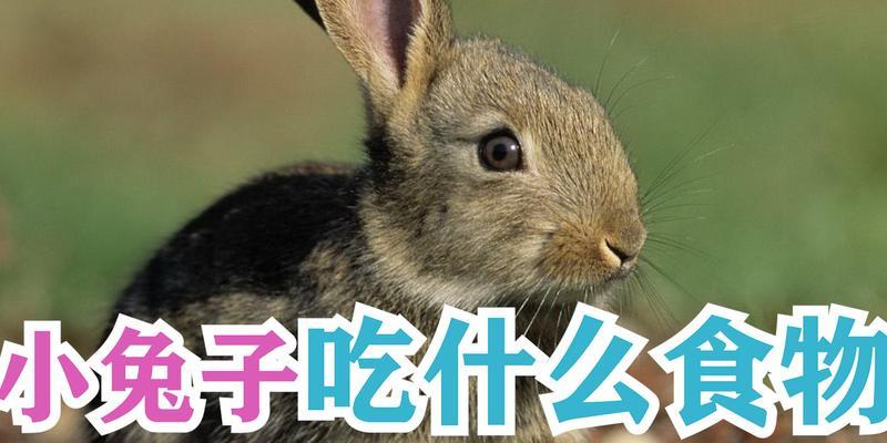 兔子的理想食物——新鲜菜叶（养兔小技巧，菜叶喂兔法）