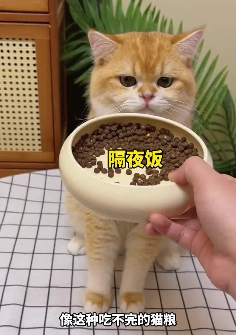 两个月大的猫应该吃什么食物？（科学饲养小猫，健康成长）