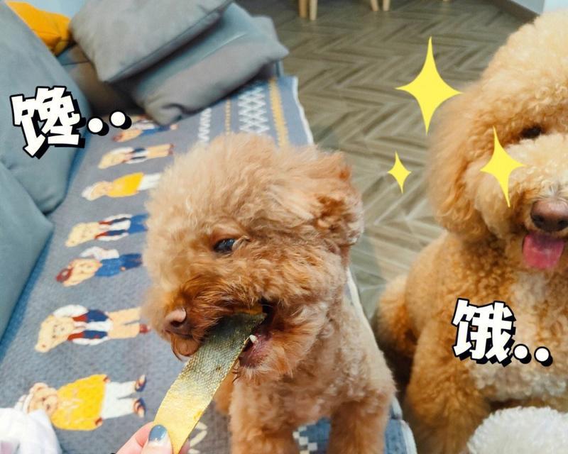 以泰迪狗狗小喂什么好处（探究泰迪狗狗小喂的优势与益处）