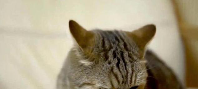 猫咪的美食选择（探索猫咪对食物的喜好和其他美食选择的原因）