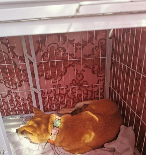 狗狗生宝宝的注意事项（照顾母狗和新生小狗，让它们健康成长）