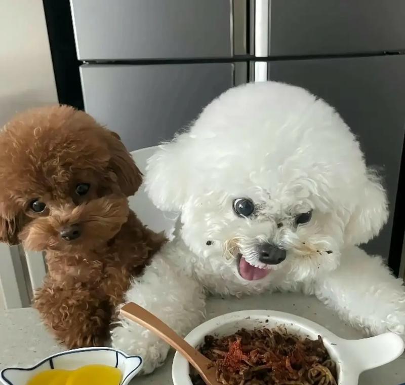 两个月泰迪幼犬的钙片选择指南（正确选择适合幼犬成长的钙片，为宝贝的骨骼健康保驾护航）