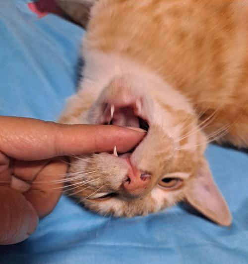 为什么猫不喜欢让人摸肚子？（探究猫咪胃部敏感的原因及应对方法）