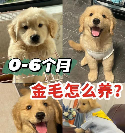 以小金毛喂什么奶
