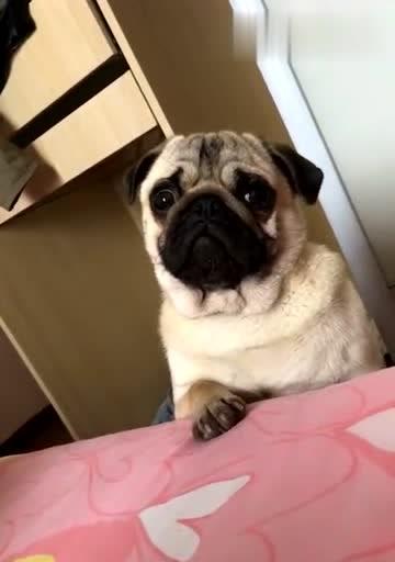 狗晃脑袋病（探索狗晃脑袋病的成因以及有效的治疗方法）