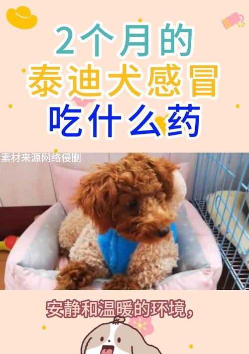 泰迪犬三个月可食用的水果（饲主需知的合理水果选择与注意事项）