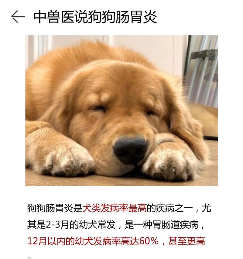 狗狗肠炎康复食谱（以营养丰富的食物帮助狗狗恢复健康）