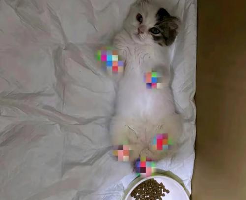 两个月大猫出现的常见症状及应对措施（了解两个月大猫的健康问题，守护它们的成长）