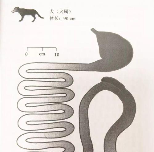 狗狗肠道出血的原因和处理方法（探究狗狗肠道出血的病因以及正确的救治方法）